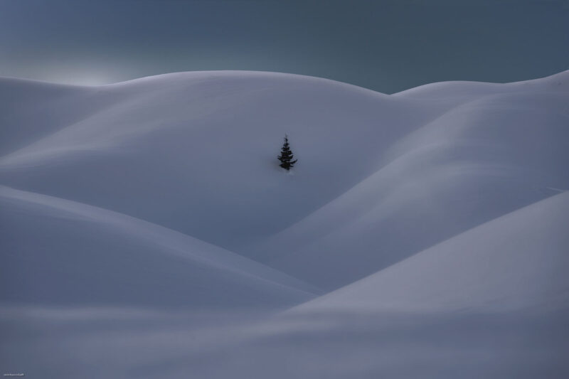A lone alpine tree surrounded by wind-shaped snow drifts during the blue hour at Passo Giau in the Italian Dolomites.