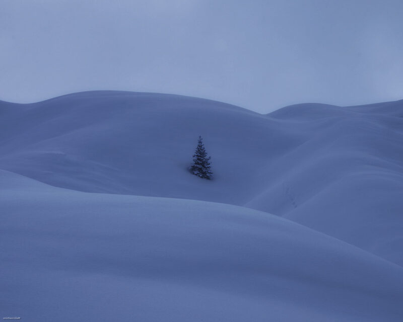 A lone alpine tree surrounded by wind-shaped snow drifts in a minimalist winter landscape at Passo Giau in the Italian Dolomites.