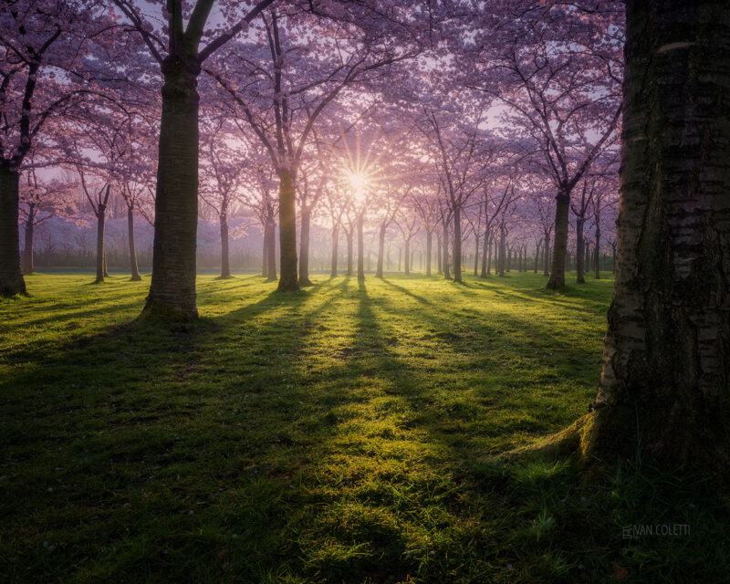Backlit cherry blossoms glowing in the golden light of sunrise in Amsterdamse Bos, the Netherlands, during spring.