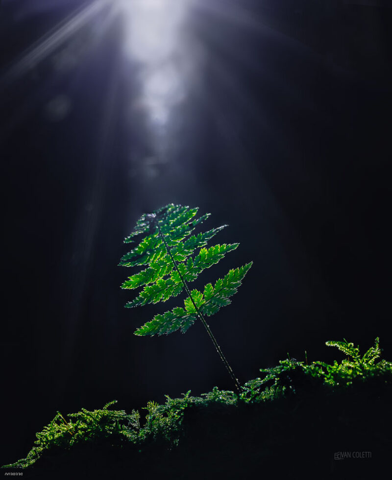 A delicate willow branch illuminated by a single sunbeam inside a dark forest in the Netherlands, creating a striking contrast between light and shadow.