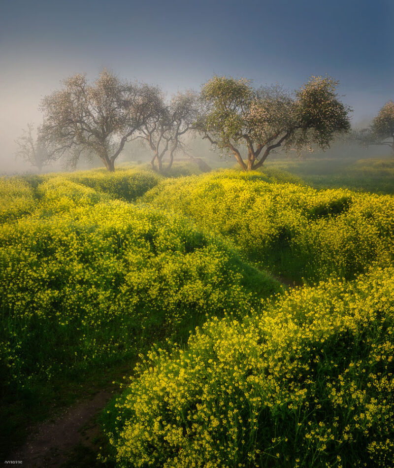 A blooming rapeseed field with scenic trees illuminated by golden sunrise light in Utrecht Province, the Netherlands.