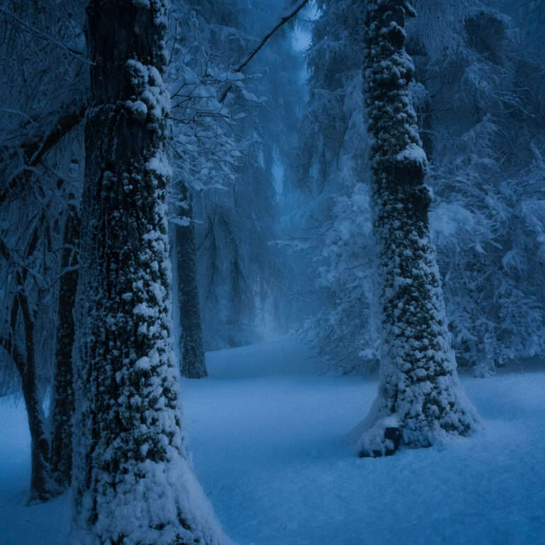 Snow-covered forest in Pieve di Cadore during a freezing winter day in the Italian Dolomites.