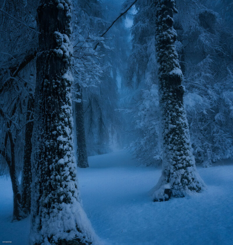 Snow-covered forest in Pieve di Cadore during a freezing winter day in the Italian Dolomites.