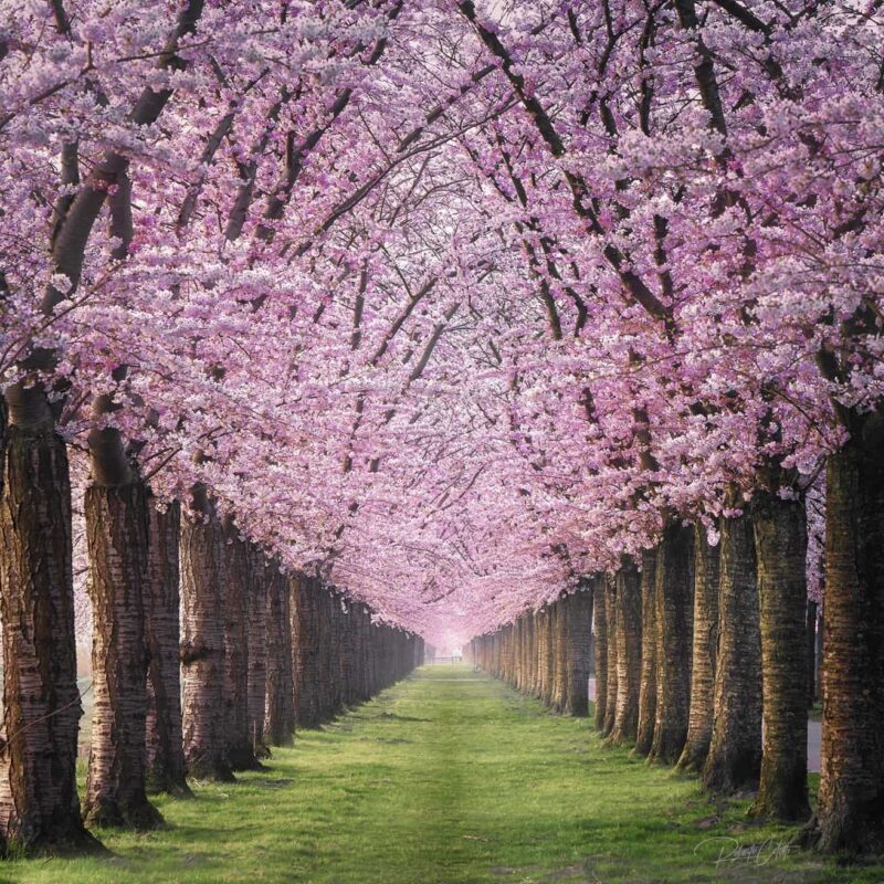 Cherry blossoms in full bloom illuminated by the first light of sunrise in Almere, the Netherlands, during spring.