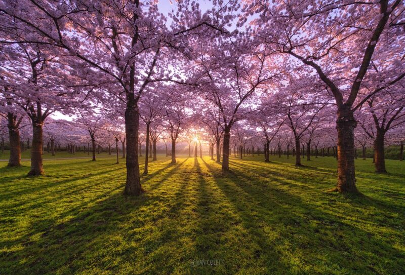 Backlit cherry blossom canopy at sunrise in Amsterdamse Bos, the Netherlands, creating a magical tunnel of pink spring flowers.