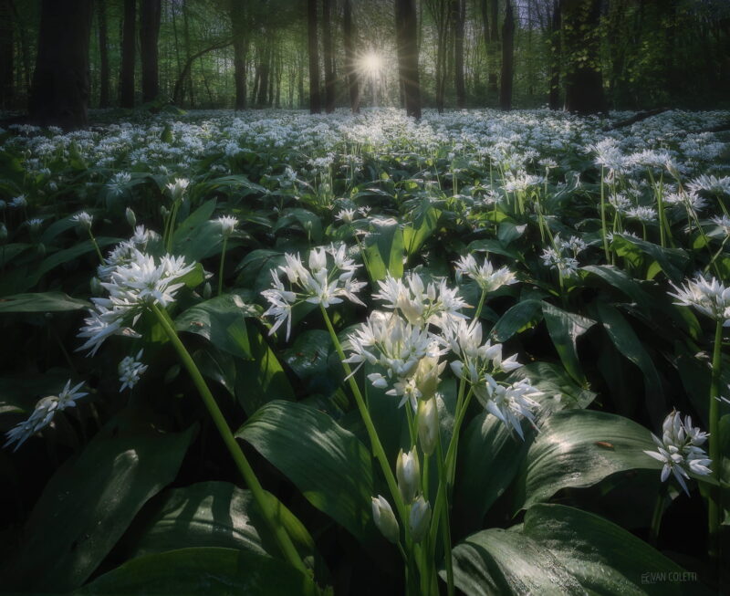 Blooming wild garlic covering the forest floor at Amsterdamse Bos during a misty sunrise in the Netherlands.