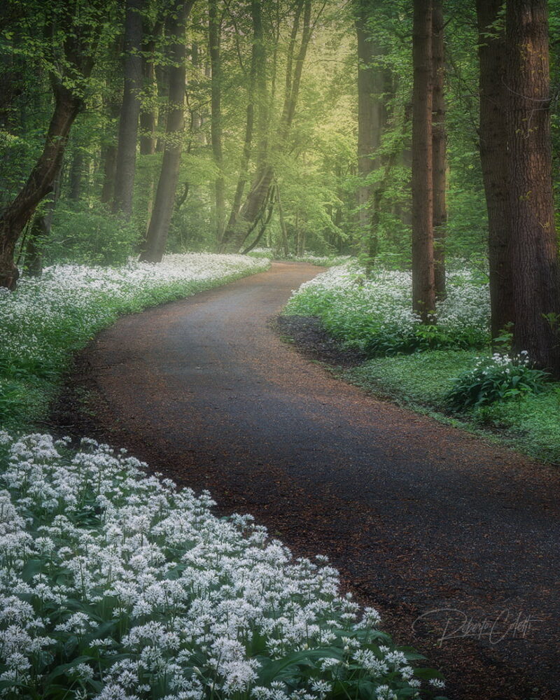 Blooming wild garlic covering the forest floor at Amsterdamse Bos during a misty sunrise in the Netherlands.