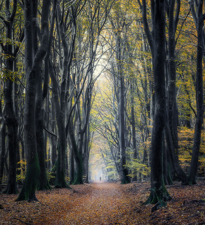 Ancient beech Speulderbos forest covered in autumn fog during a peaceful morning in the Netherlands, with towering old-growth trees fading into the mist.