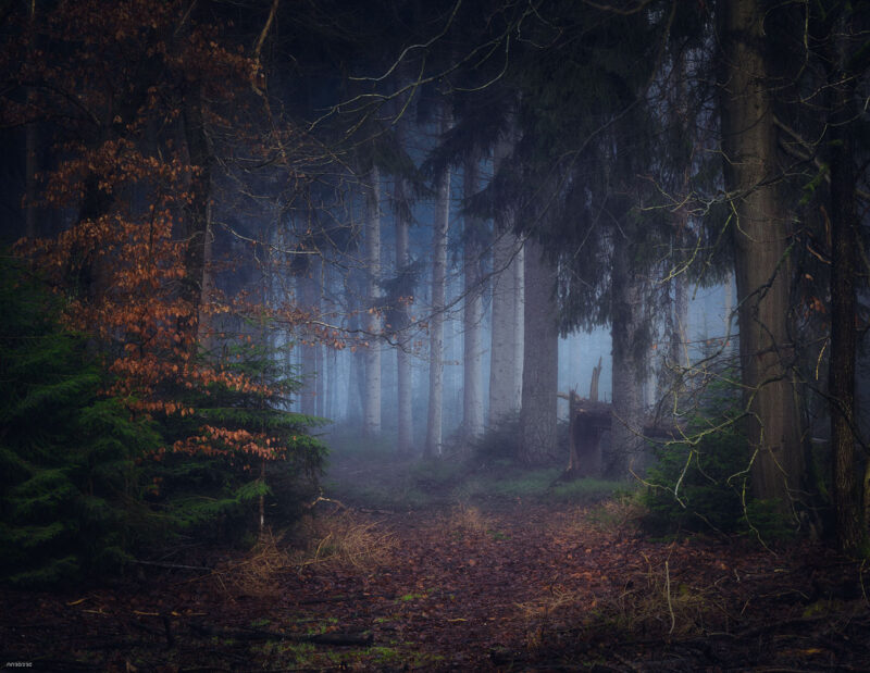 Ancient beech forest wrapped in autumn fog during a peaceful morning in the Speulderbos Netherlands.