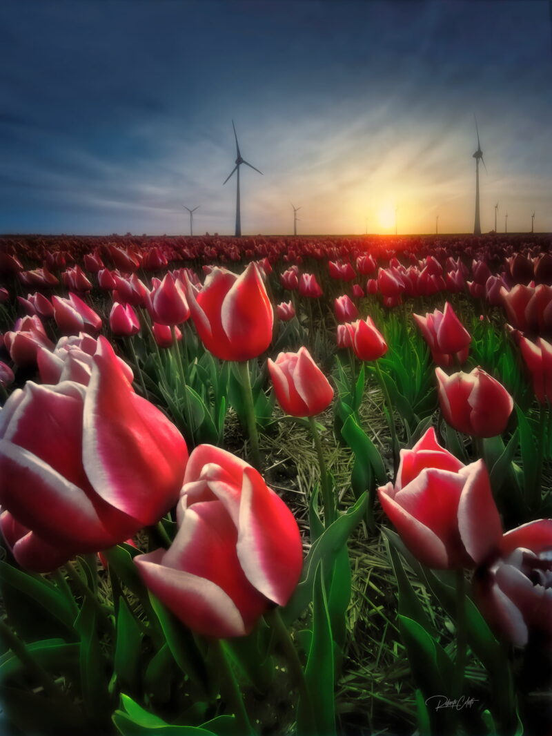 Golden sunset illuminating colourful tulip fields in Urk, the Netherlands.