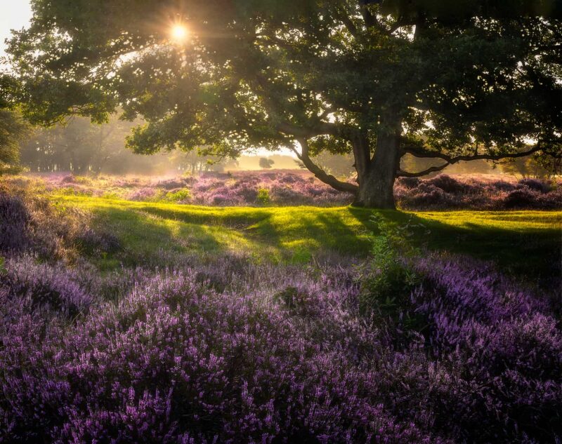 Blooming purple heather glowing in backlit sunrise at Hilversum Heath in the Netherlands, bathed in warm golden morning light.