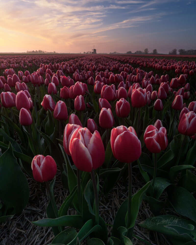 netherlands-north-holland-dutch-tulip-landscape-windmill