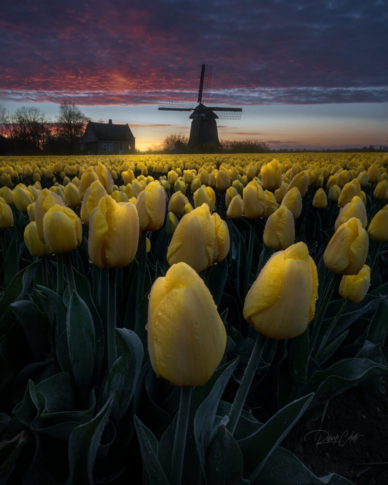 Historic Dutch windmill rising above colourful tulip fields during spring in North Holland, the Netherlands.