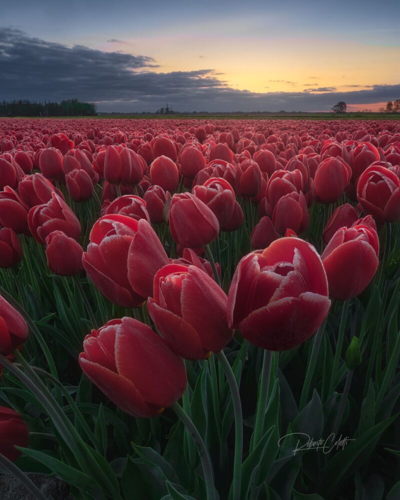 Spring landscape of colourful tulip fields with a historic Dutch windmill in North Holland, the Netherlands.