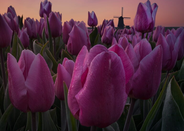 Colourful tulip fields at sunrise with a traditional Dutch windmill in North Holland, the Netherlands.