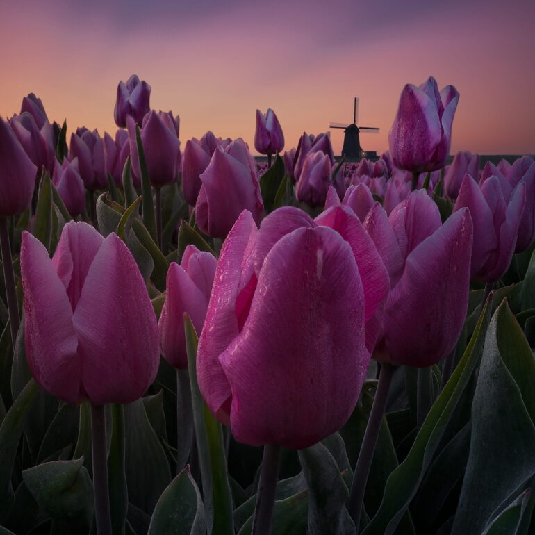 Colourful tulip fields at sunrise with a traditional Dutch windmill in North Holland, the Netherlands.