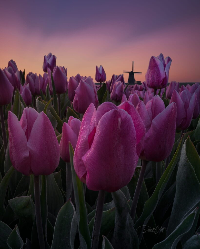 Colourful tulip fields at sunrise with a traditional Dutch windmill in North Holland, the Netherlands.