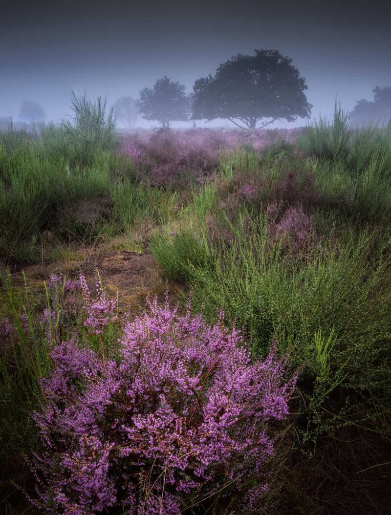Blooming purple heather covered by soft morning mist in Posbank, the Netherlands, creating a peaceful and atmospheric heathland landscape.