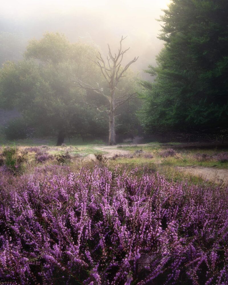 Blooming purple heather covered by morning mist at sunrise in Posbank, Veluwe, the Netherlands.