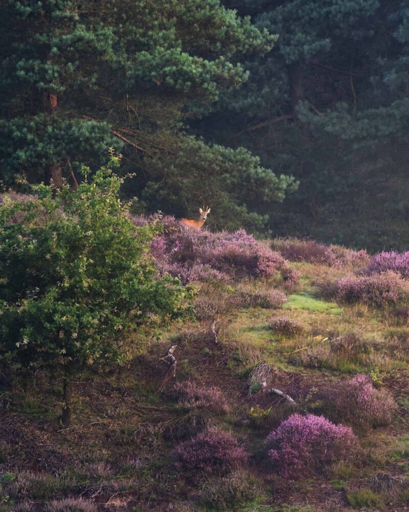 A roe deer standing among blooming purple heather in Posbank, Veluwe, the Netherlands, surrounded by one of the country