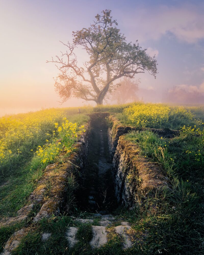 Blooming rapeseed field framed by a natural tree tunnel, leading to a solitary tree beneath a colourful sunrise in the Netherlands.