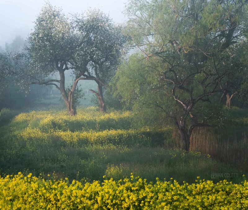 Blooming rapeseed fields with scattered trees emerging through morning mist at sunrise in the Netherlands.