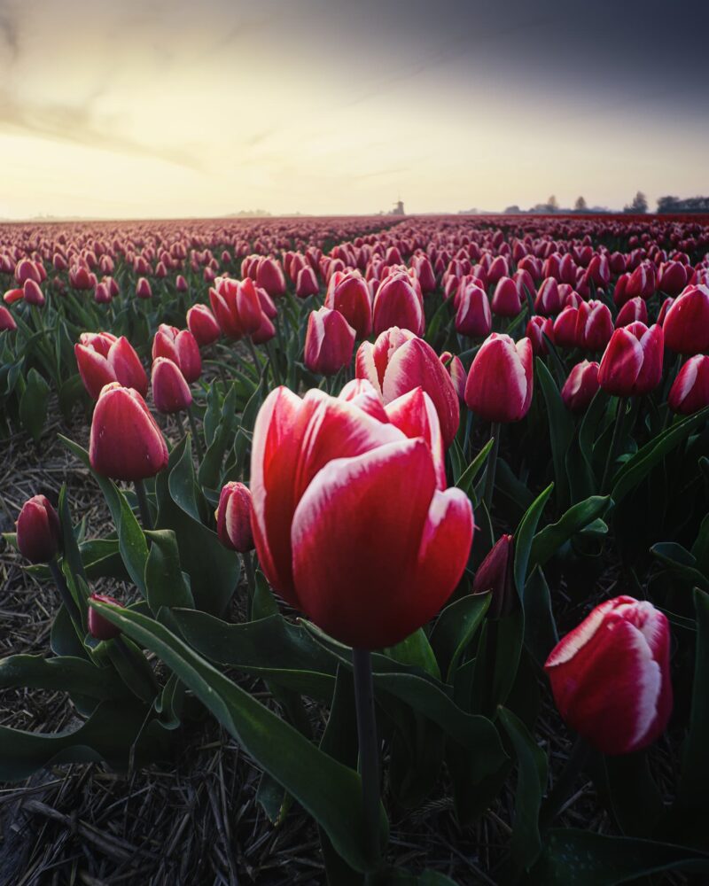 A vibrant field of red tulips at sunset with a traditional Dutch windmill in the background, photographed during spring in the Netherlands.