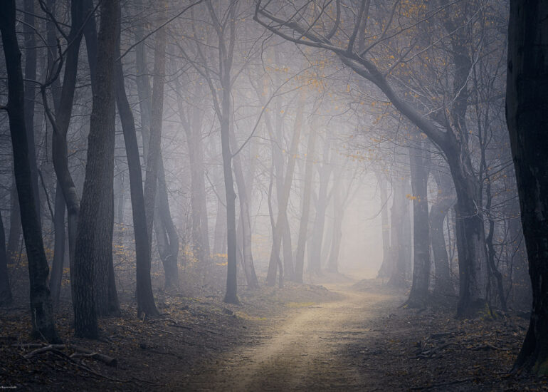 Ancient dancing beech trees emerging through soft autumn fog in Speulderbos, one of the most enchanting old-growth forests in the Netherlands.