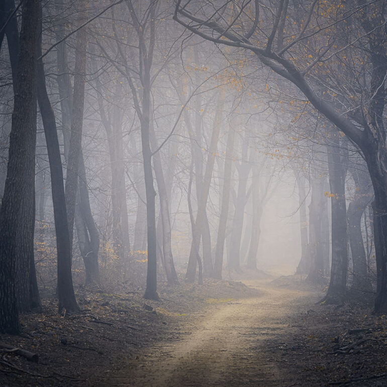 Ancient dancing beech trees emerging through soft autumn fog in Speulderbos, one of the most enchanting old-growth forests in the Netherlands.