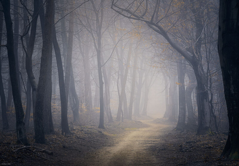 Ancient dancing beech trees emerging through soft autumn fog in Speulderbos, one of the most enchanting old-growth forests in the Netherlands.