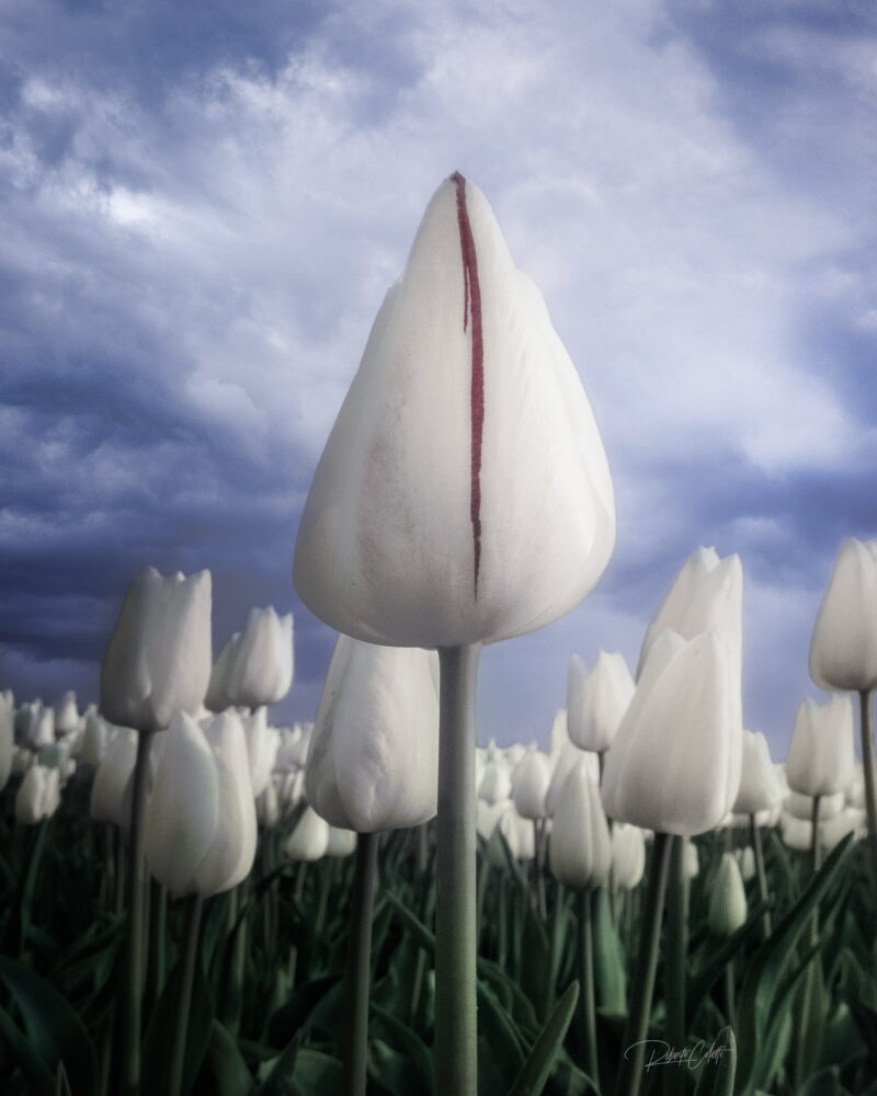 Low-angle close-up of colourful tulips rising against a dramatic cloudy sky during spring in the Netherlands.