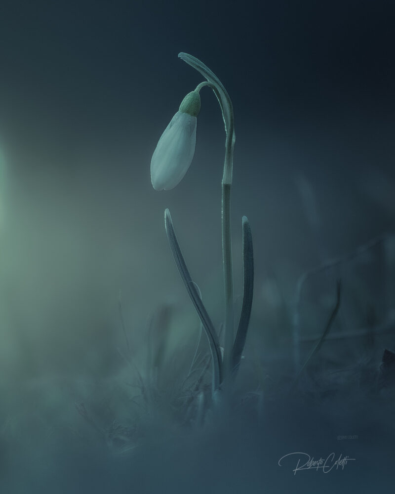 A delicate snowdrop (Galanthus nivalis) emerging in soft dawn light, captured in a minimalist fine art macro composition.