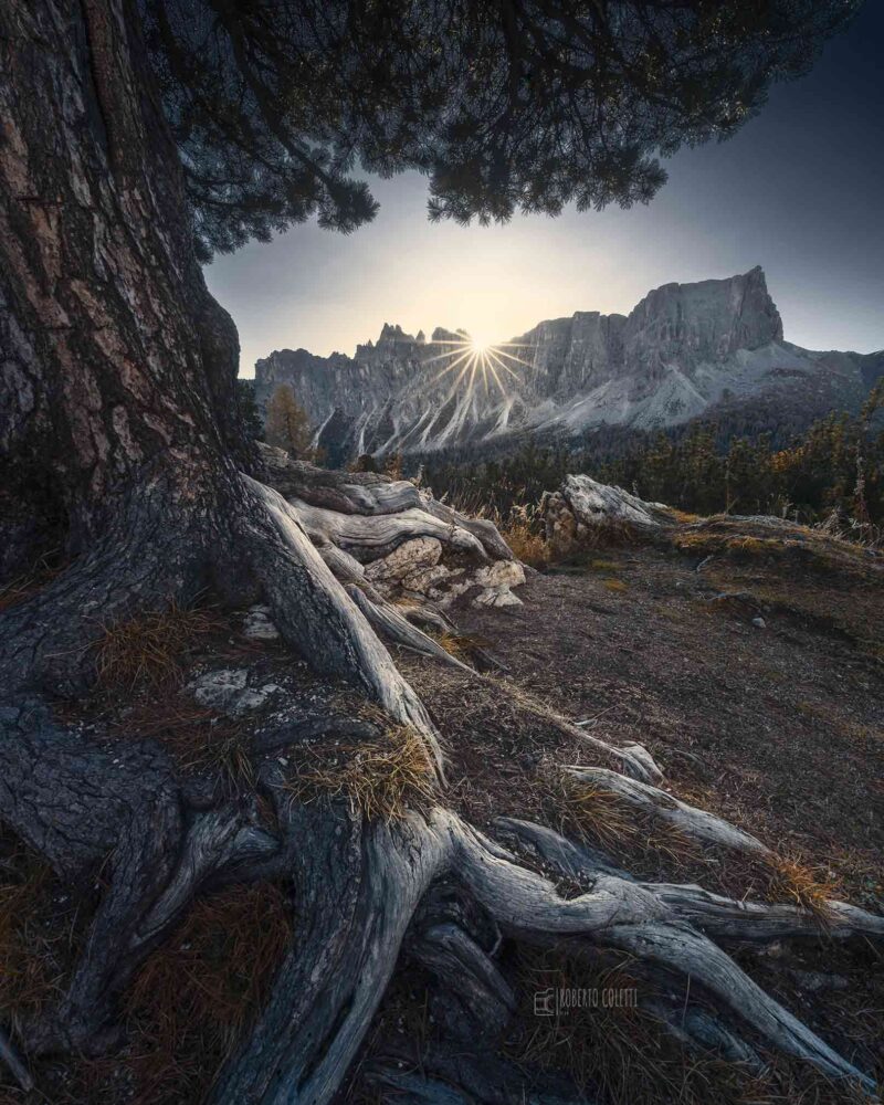Backlit tree roots in the foreground at sunrise beneath Lastoi di Formin in the Italian Dolomites, illuminated by warm golden morning light.