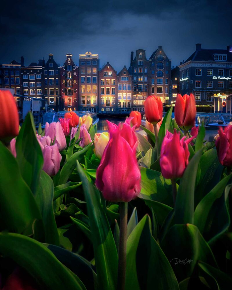 Colorful tulips framing the iconic canal houses of Damrak in Amsterdam, the Netherlands, illuminated on a peaceful spring night.