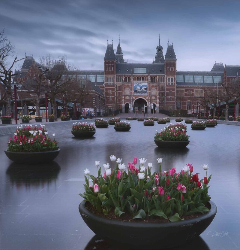 Colorful spring tulips in bloom at the Rijksmuseum during sunset in Amsterdam, the Netherlands.