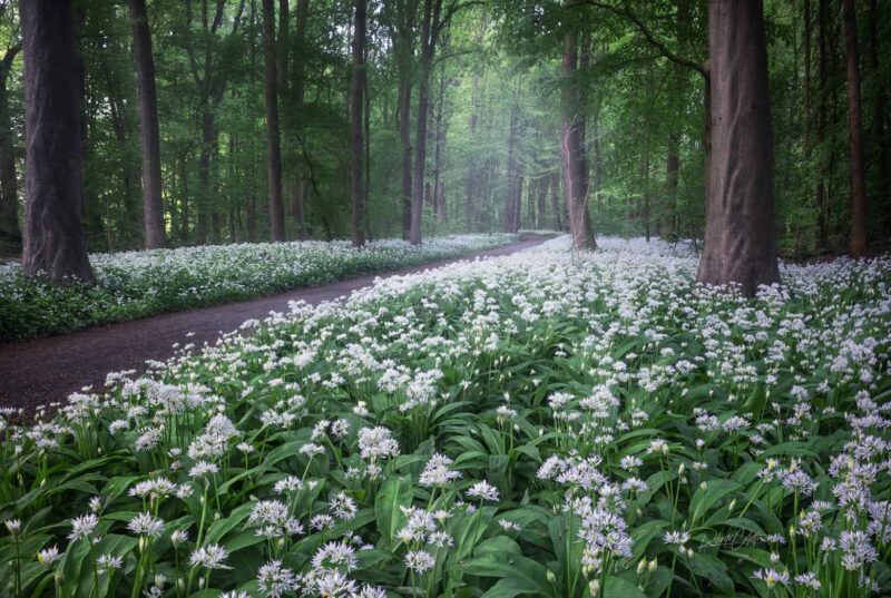 Netherlands Amsterdamse Bos Wild Garlic Sunrise Fog 800x537