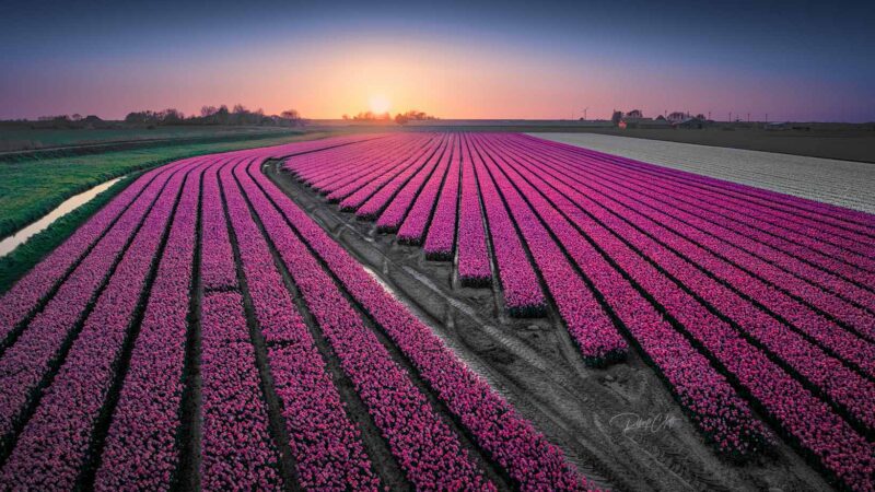Endless colorful tulip fields glowing under a spectacular spring sunset in the Dutch countryside, Netherlands.