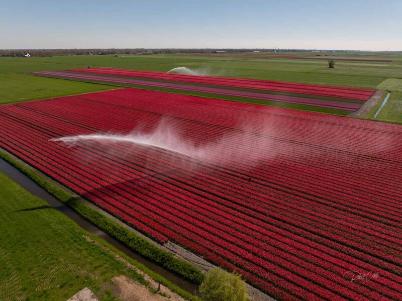 Vibrant red, pink, yellow and purple tulip fields glowing in the warm light of a spring sunset in the Netherlands.