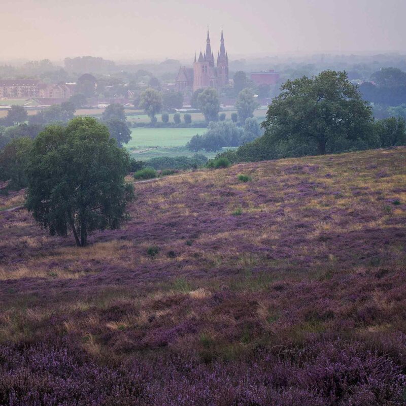 Netherlands Cuijk Heather Bloom Sunrise St Martins Church 800x800