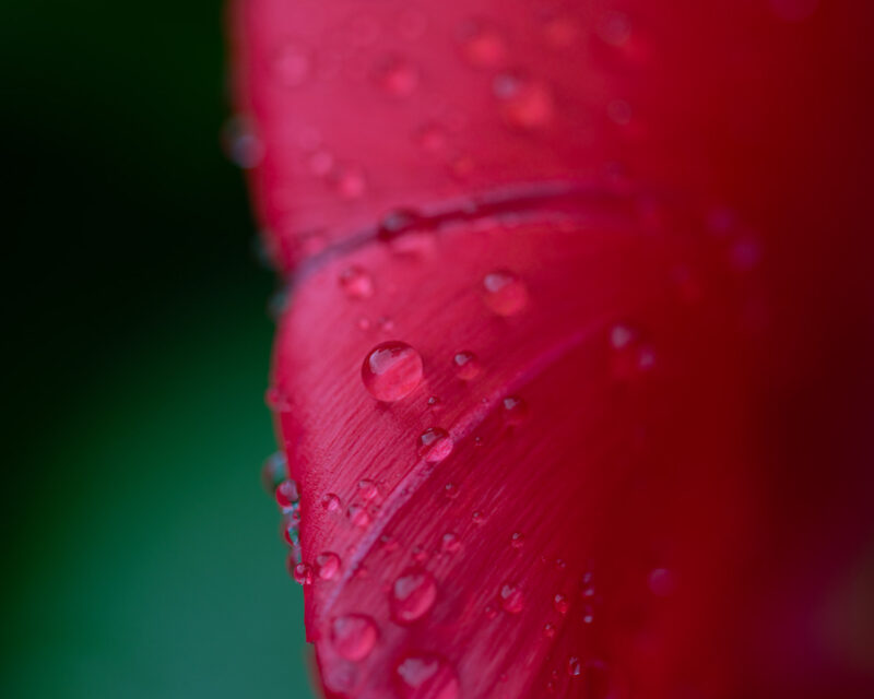 Macro photograph of a dark pink tulip covered with sparkling morning dew during spring in the Netherlands.