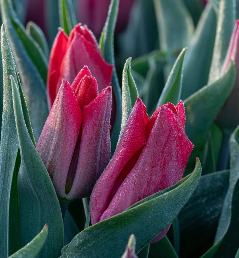 Close-up of elegant dark pink tulip petals with delicate water droplets during spring in the Netherlands.