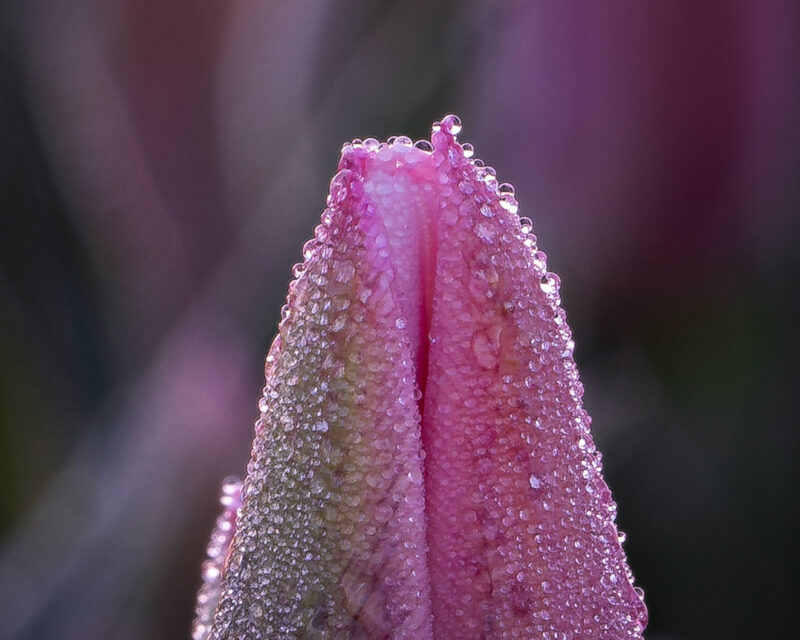 Close-up of sparkling dew drops resting on colorful tulip petals during sunrise in the Netherlands.