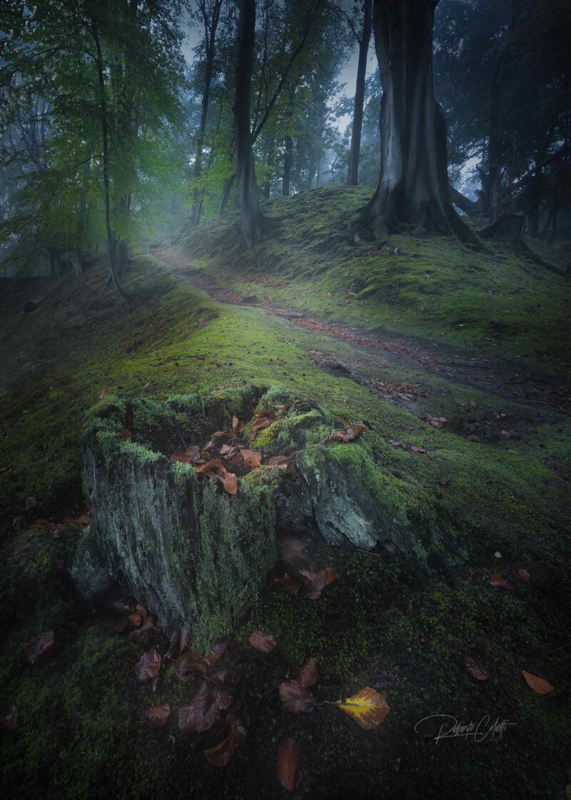 Soft autumn sunrise in Landgoed Elswout, the Netherlands, with drifting mist and gentle light filtering through the ancient woodland.