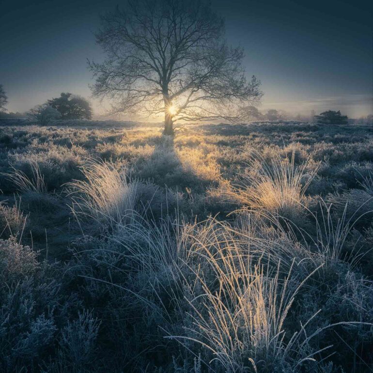 Netherlands Heather Heathland First Frost Sunrise 770x770