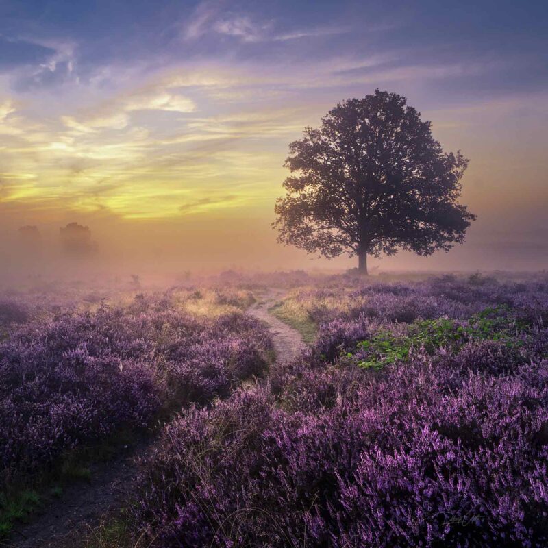 Spectacular sunrise above a solitary tree surrounded by blooming heather on the Dutch heathlands.