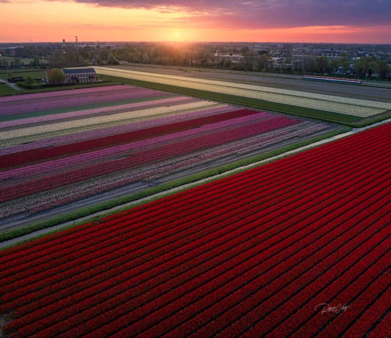 Backlit colorful tulip fields glowing at sunset in Lisse, the heart of the Dutch flower region, Netherlands, during spring.