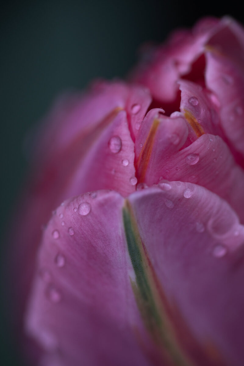 Macro photograph of a pink tulip covered with sparkling morning dew at sunrise in the Netherlands during spring.