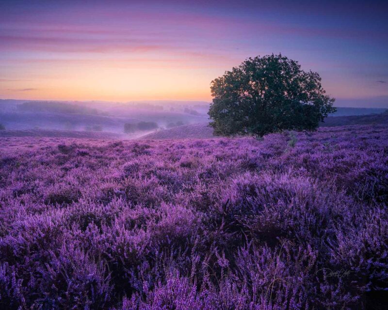 Summer sunrise over blooming purple heather with a solitary tree at Posbank in the Dutch heathlands, the Netherlands.