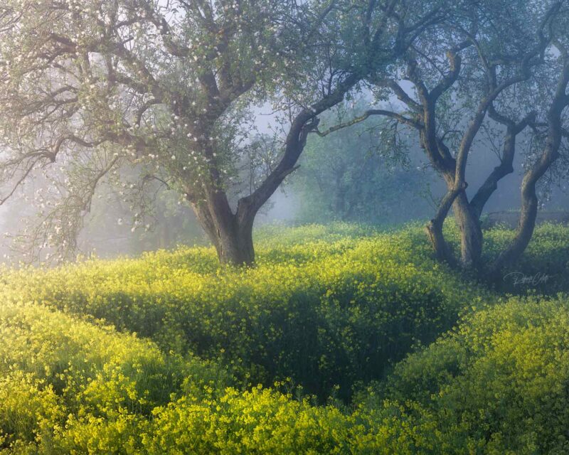 Golden rapeseed field glowing at sunrise in the Dutch countryside during spring in the Netherlands.