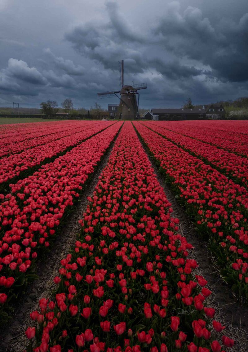 Red tulip field with a traditional Dutch windmill beneath dramatic storm clouds just before a spring thunderstorm in the Netherlands.
